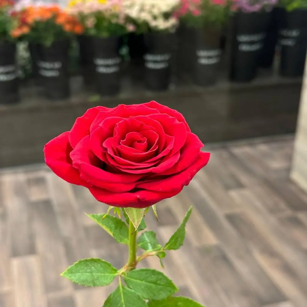 Red Rose