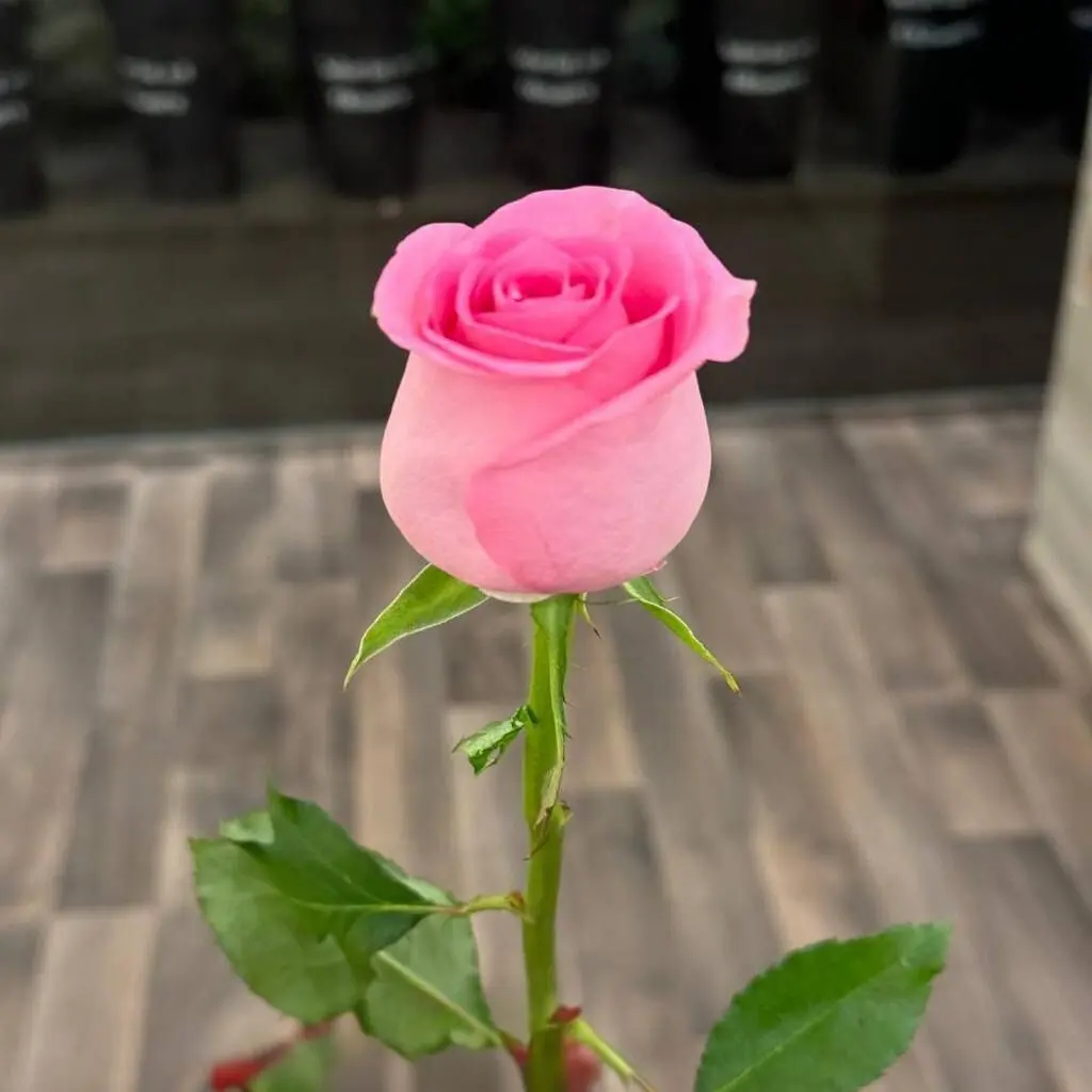 Pink Rose