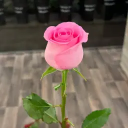 Pink Rose
