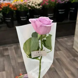 Purple 1