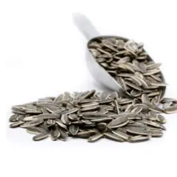 حب دوار الشمس
