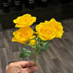 Yellow Baby Rose Oud