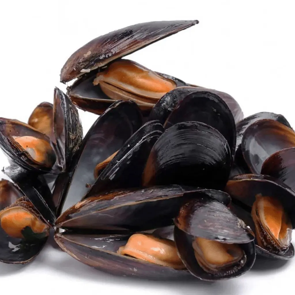 Oyster