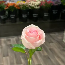 Light Pink Rose