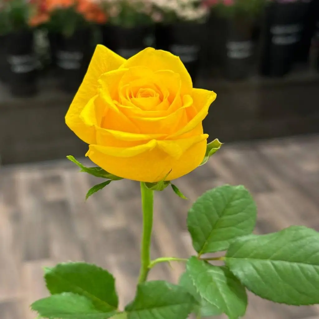 Yellow Rose