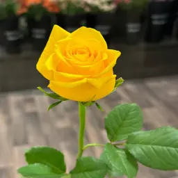 Yellow Rose