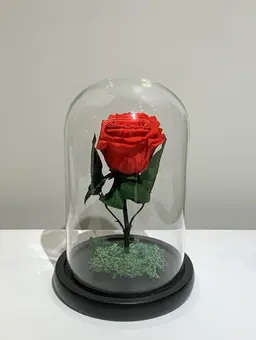 eternal red rose