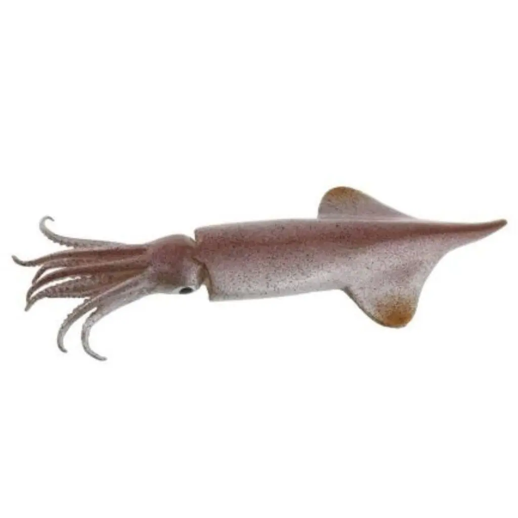 Squid