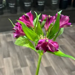 Stomeria Mauve Oud