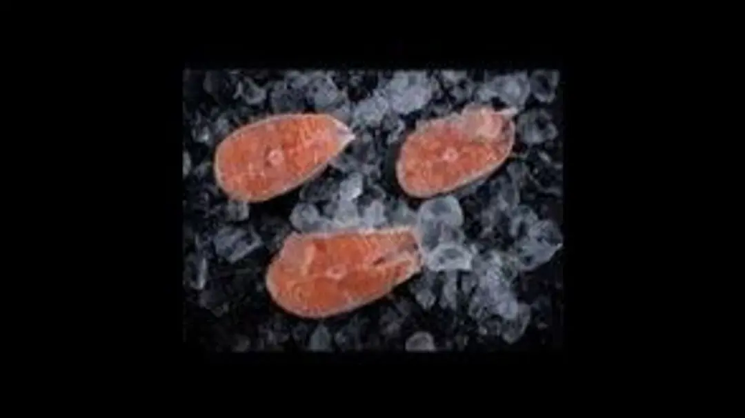 Salmon Fish Fried