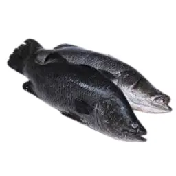 سمك قاروص