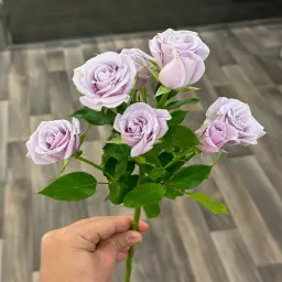 Mauve Baby Rose Oud