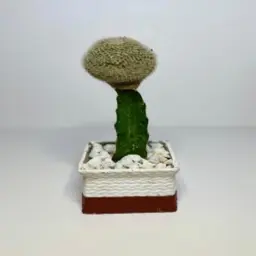 Dutch Restaurant Cactus with Luxury Pot