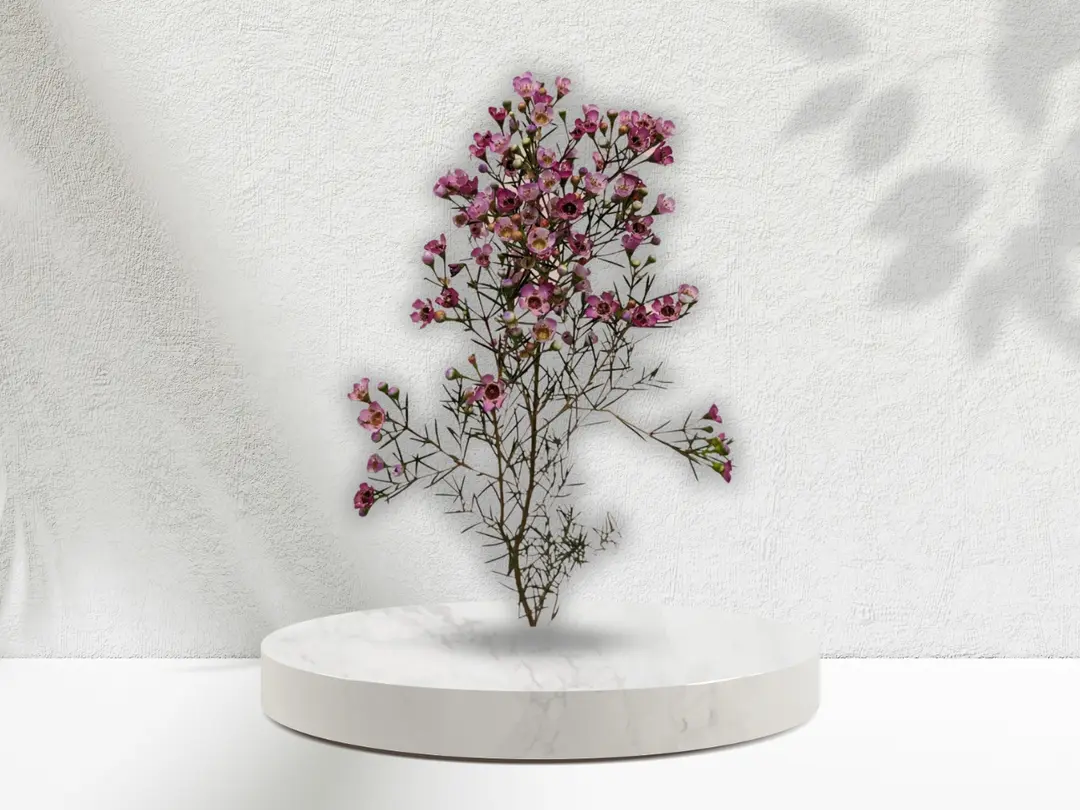 Wax Flower