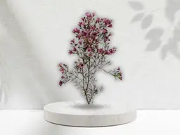 Wax Flower