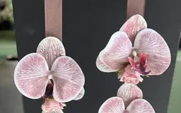 لمار