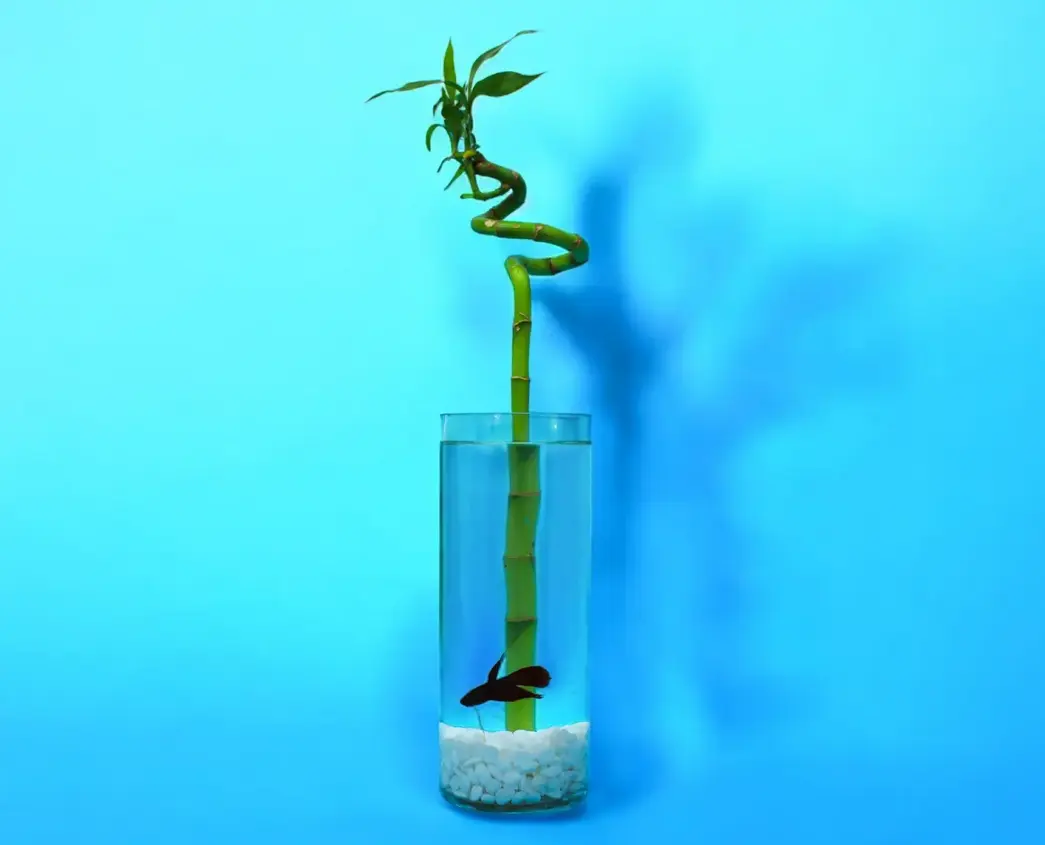 Bamboo and Fighter Fish 0183