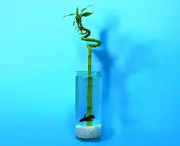 Bamboo and Fighter Fish 0183