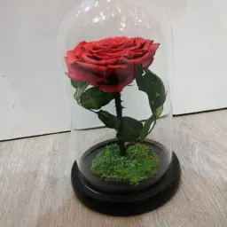 وردة دائمة