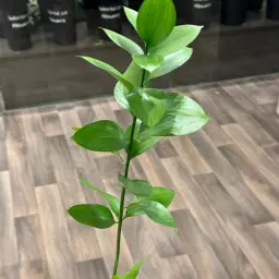 Rusks Oud Green