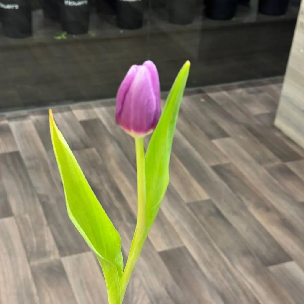 Mauve Tulip