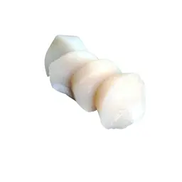 Scallop