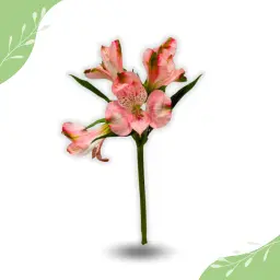 الاستروميريا