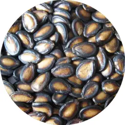 بذر سوري أسود