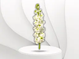 Matthiola