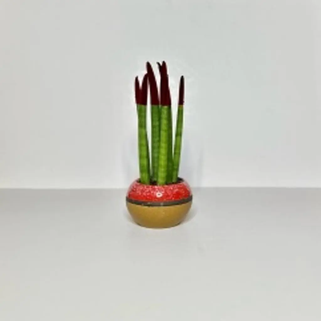 Dutch Sansevieria Plants with Luxury Pot