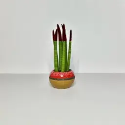 Dutch Sansevieria Plants with Luxury Pot