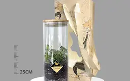 Terrarium plant