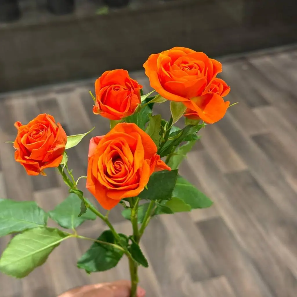 Orange Baby Rose Oud