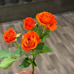 Orange Baby Rose Oud