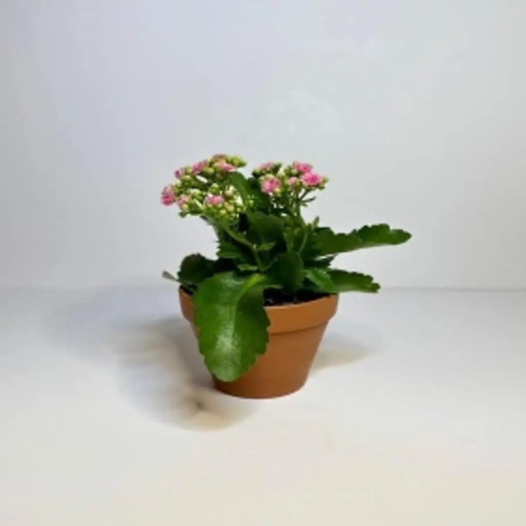 Dutch Kalanchoe Plants with Luxury Pot