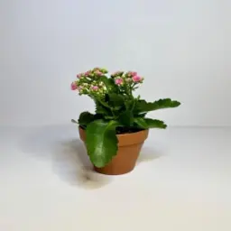 Dutch Kalanchoe Plants with Luxury Pot