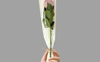 Purple rose
