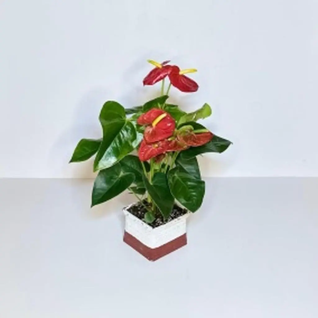 Natural Anthurium Plants with Luxury Pot