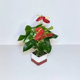 Natural Anthurium Plants with Luxury Pot