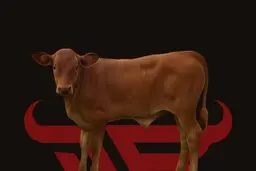 Large Calf