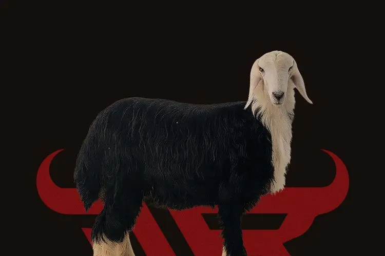 حري نجدي جبرة