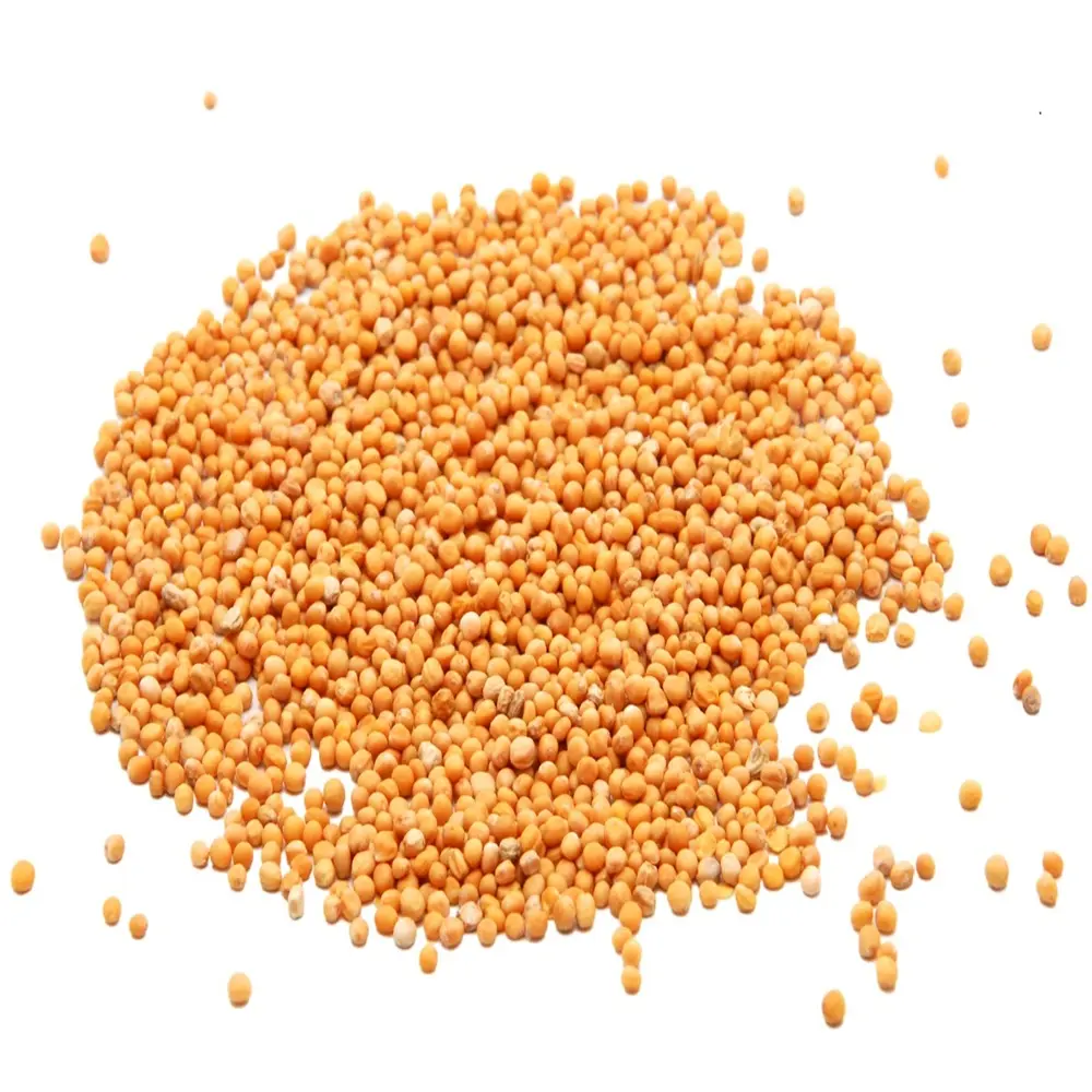 yellow mustard r903