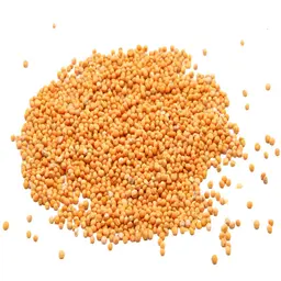 yellow mustard r903