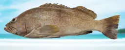 Grouper