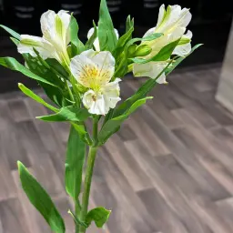 White Stomeria Oud