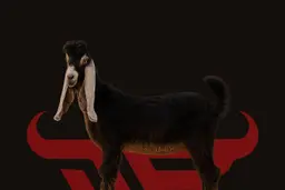 Large Local Goat