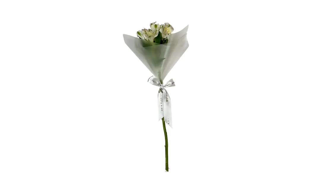 Alstromeriya white