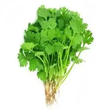 Coriander