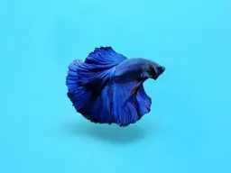 Fighter Fish 0233