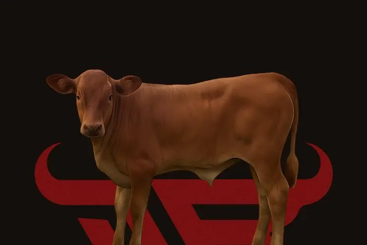 Medium Calf